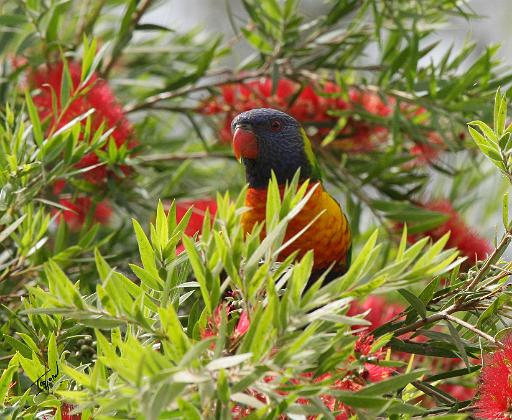 Rainbow Lorikeet 9Y682D-004.JPG